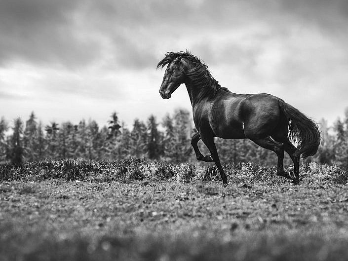 Black & White Collection