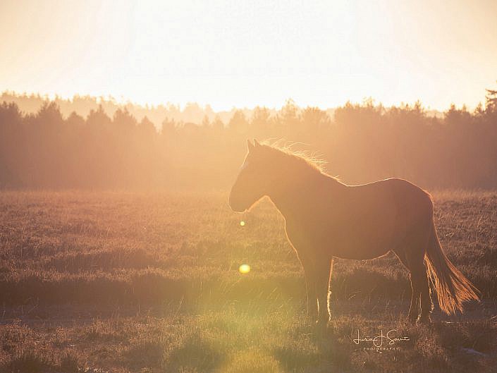 Fine Art Equine Print | Horse Photography