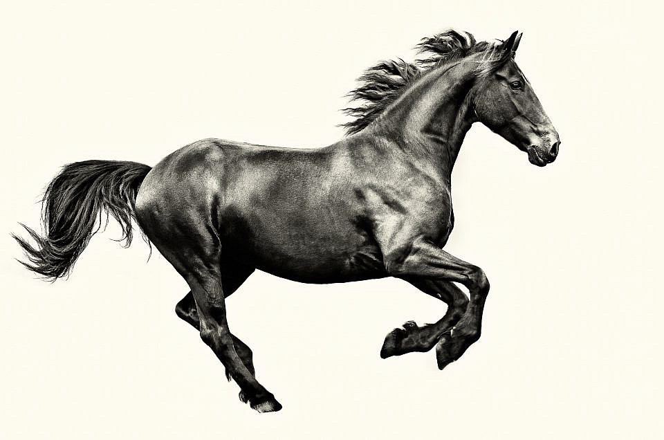 Fine Art Equine Print | Horse Photography