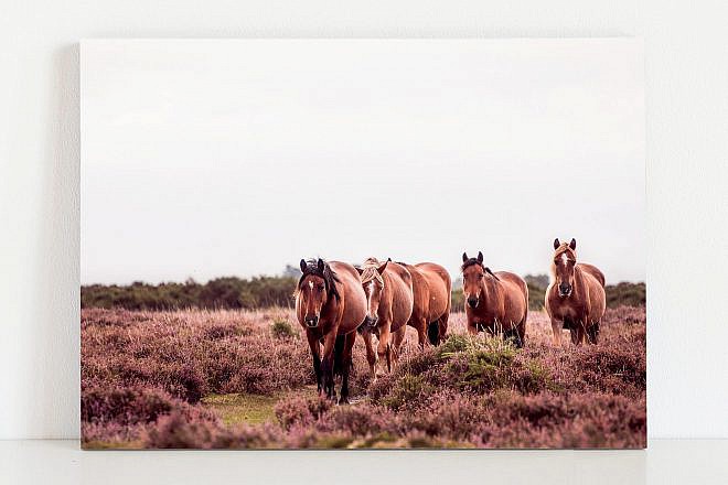 Fine Art Equine Print | Horse Photography